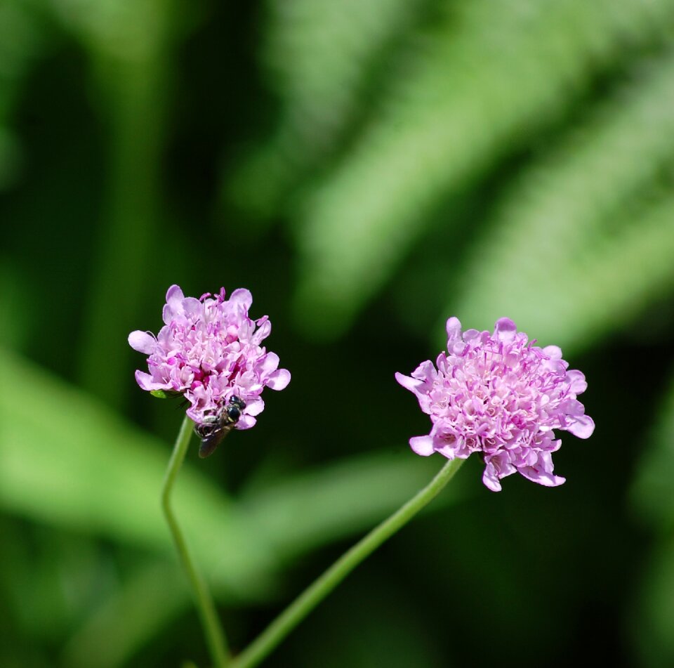 Macro blossom spring