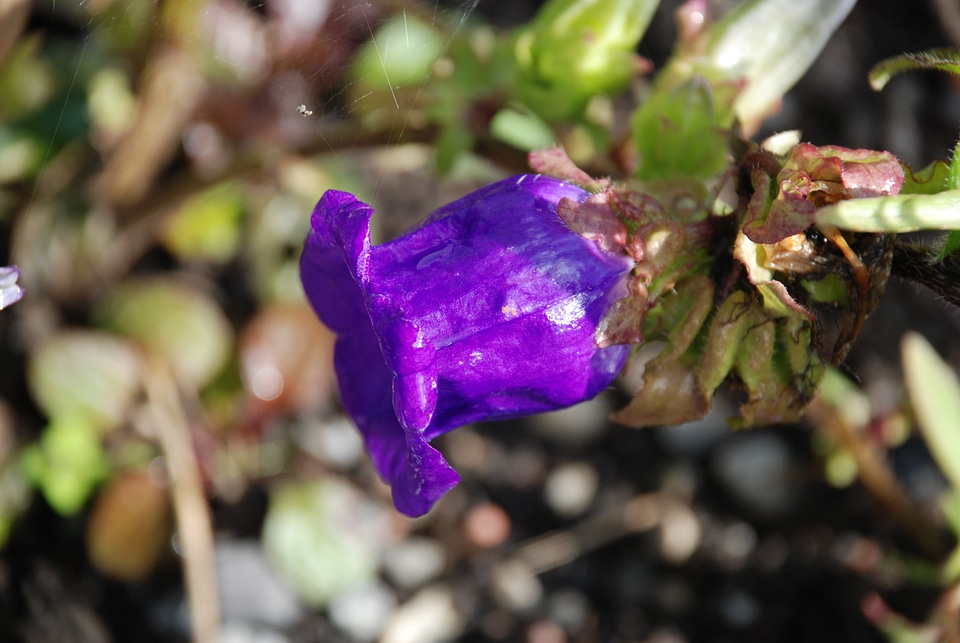 Anemones leaf nature