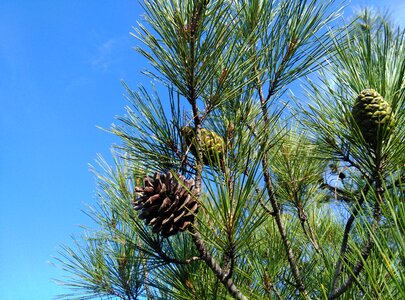 Pine tree cocoon