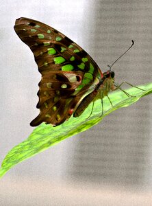 Macro butterflies insect