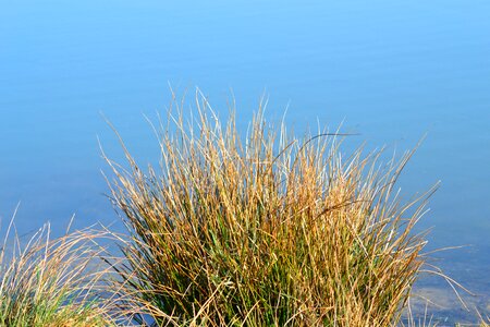 Pond green water courses