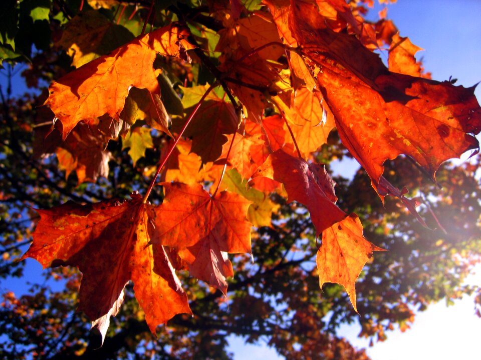Yellow fall color fall foliage
