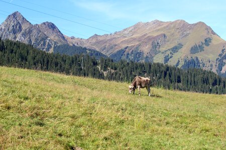 Mountains cow pasture photo
