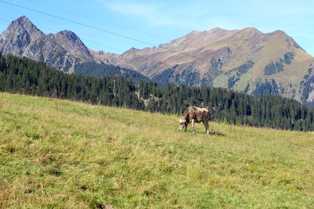 Mountains cow pasture