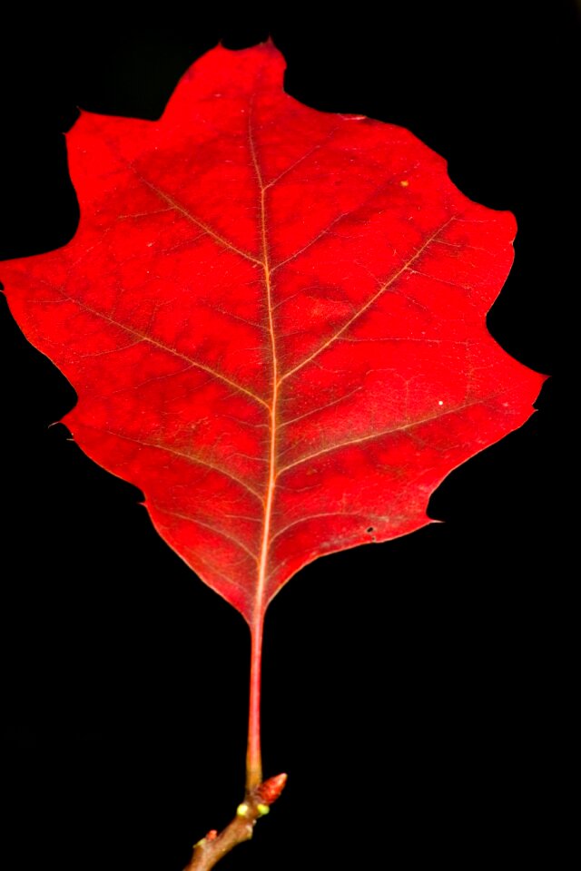 Maple autumn red