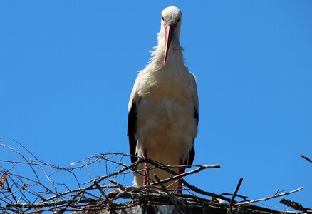 Stork village bird animals photo