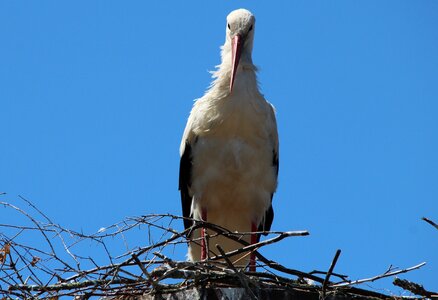 Stork village bird animals