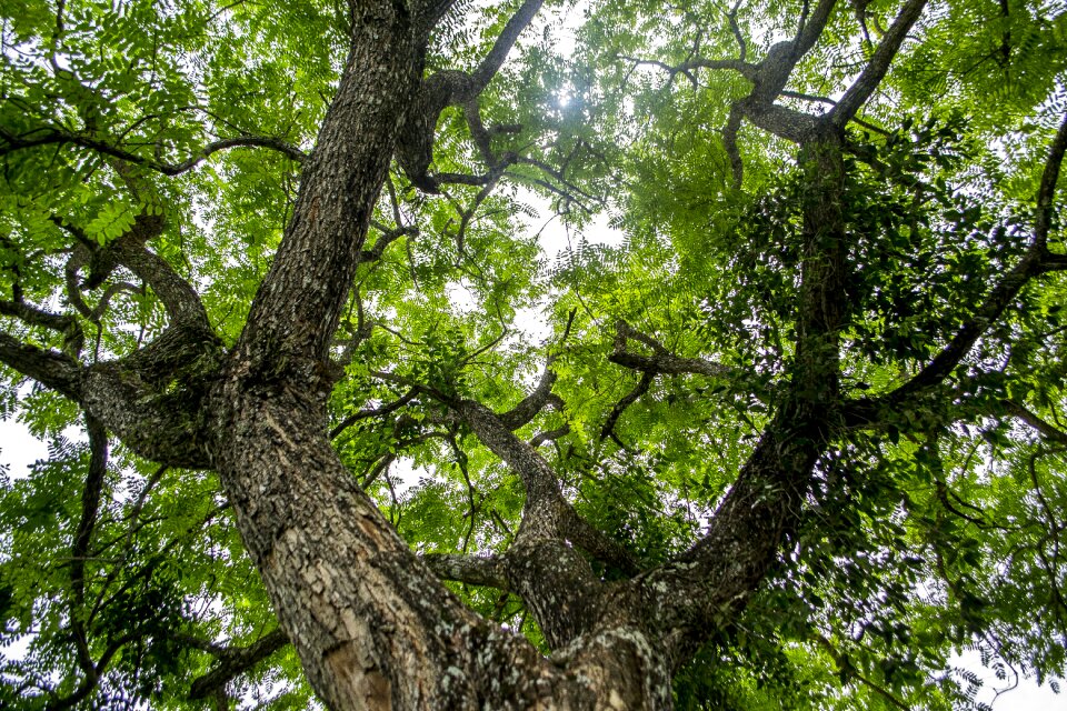 Trees green forest