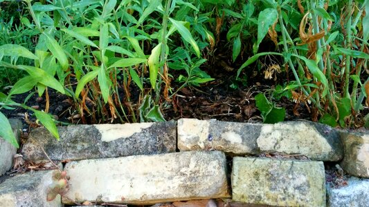 Drywall garden plant
