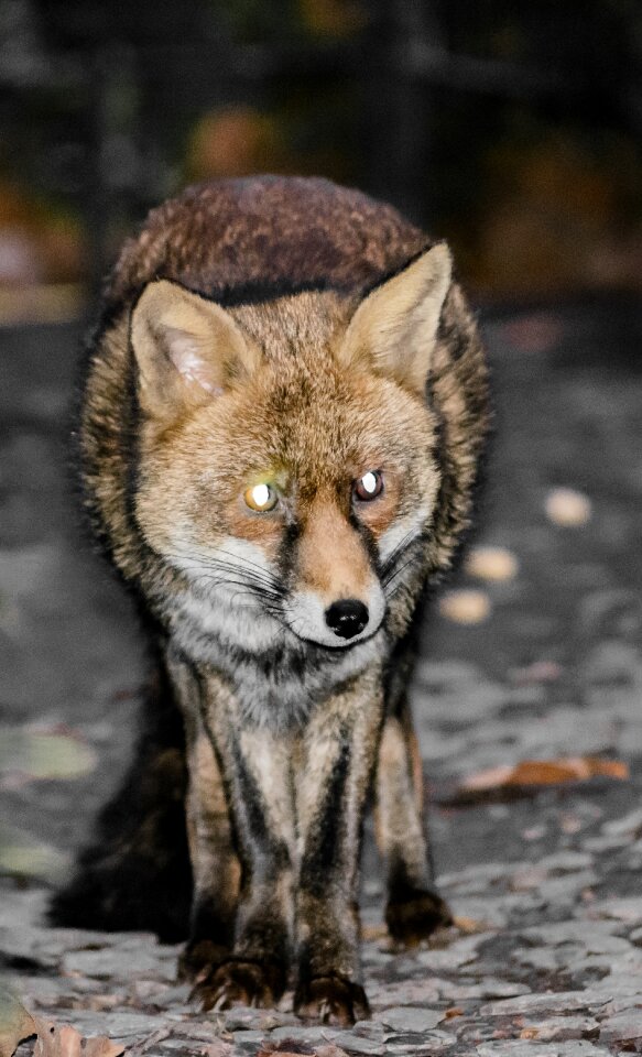 Red wildlife wild