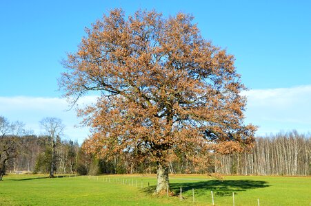 Oak winter green