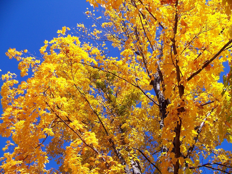 Leaves blue sky photo