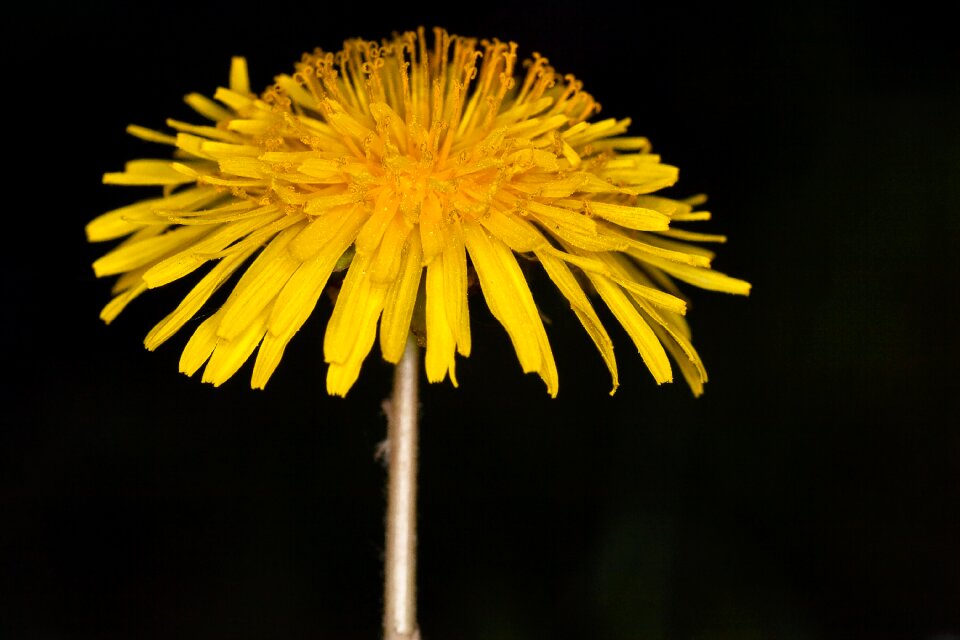 Bloom yellow macro