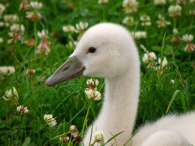 Lawn white head
