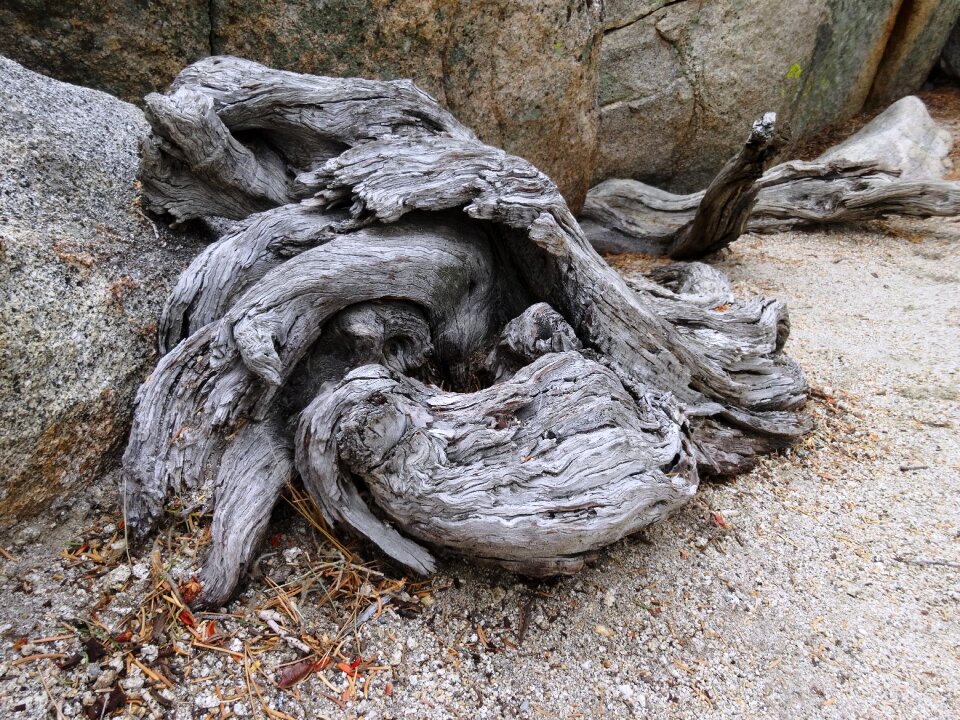 Death nature gray death