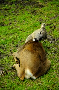 Nature animals meadow