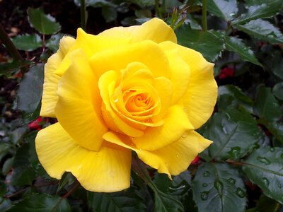 Drop of water yellow flower