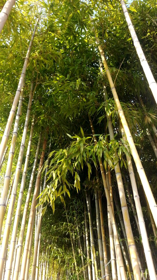 Forest bamboo forest plants