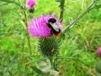Thistle macro insect
