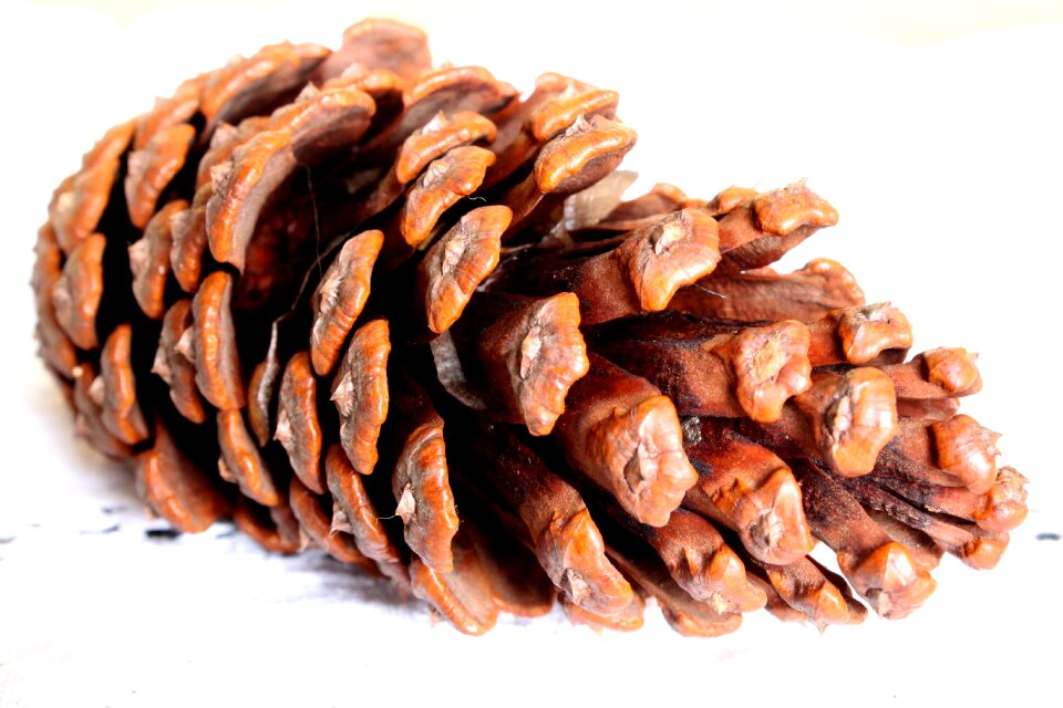 Pine fruit pinheiro