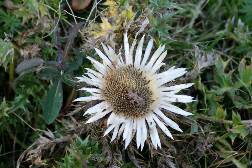 Blossom bloom swiss alps