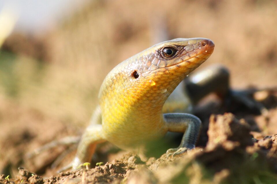 Lizard reptiles lizards paddy