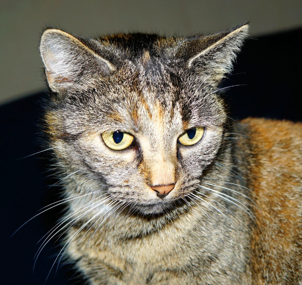 Portrait pet graceful