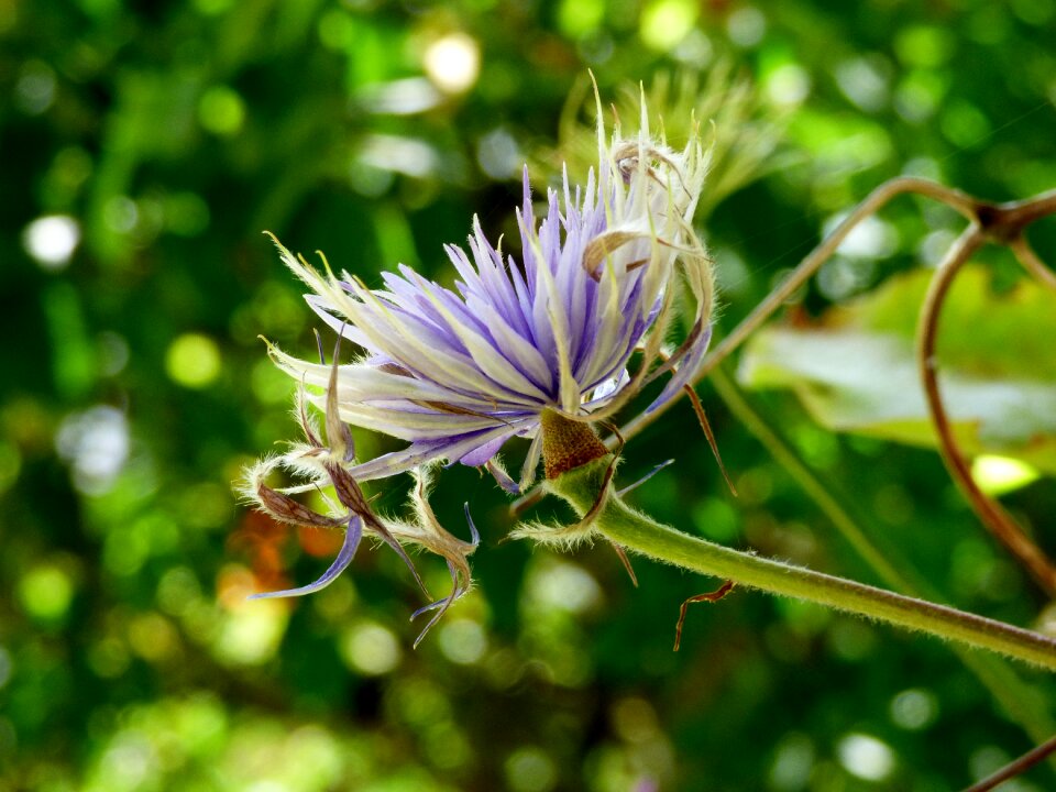 Flower flora lilac