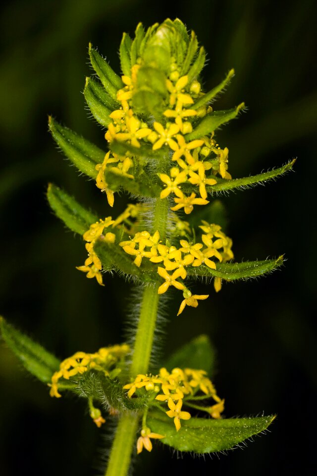 Yellow filigree plant