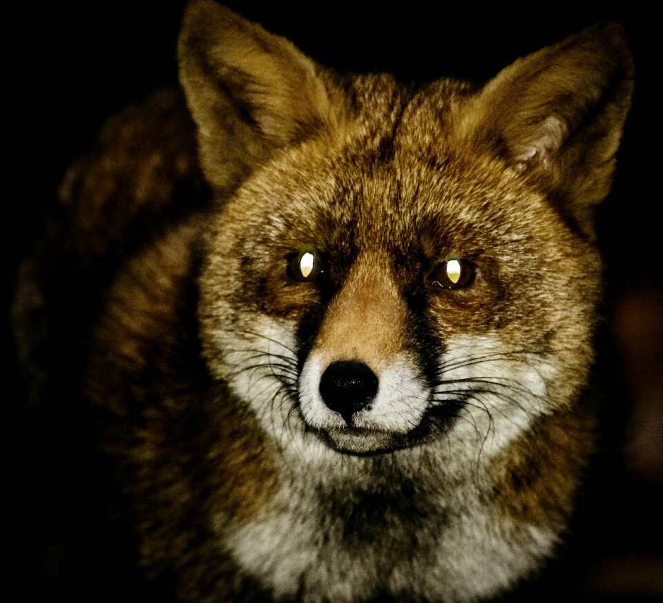 Wildlife animal red