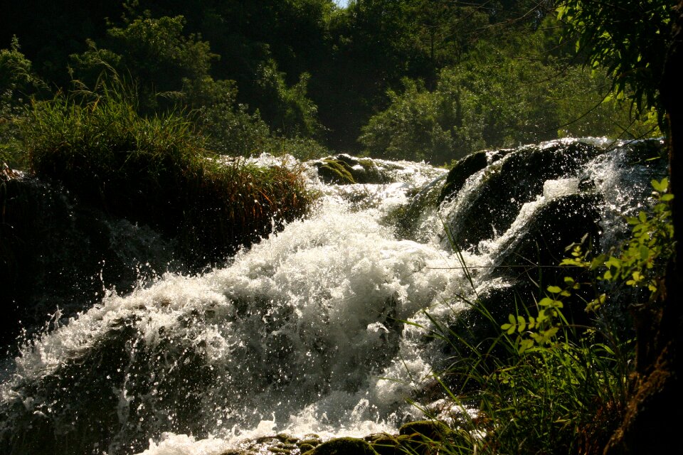 Wild flow nature