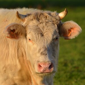 Cow beef animal