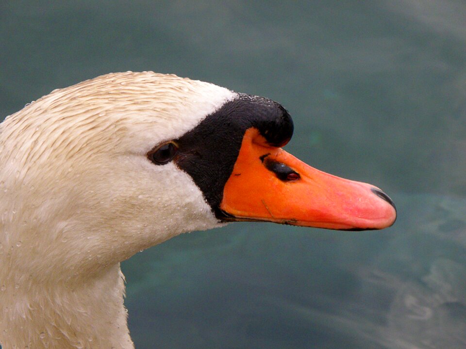 Head white beak