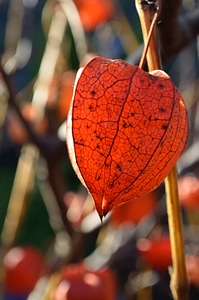 Macro orange background