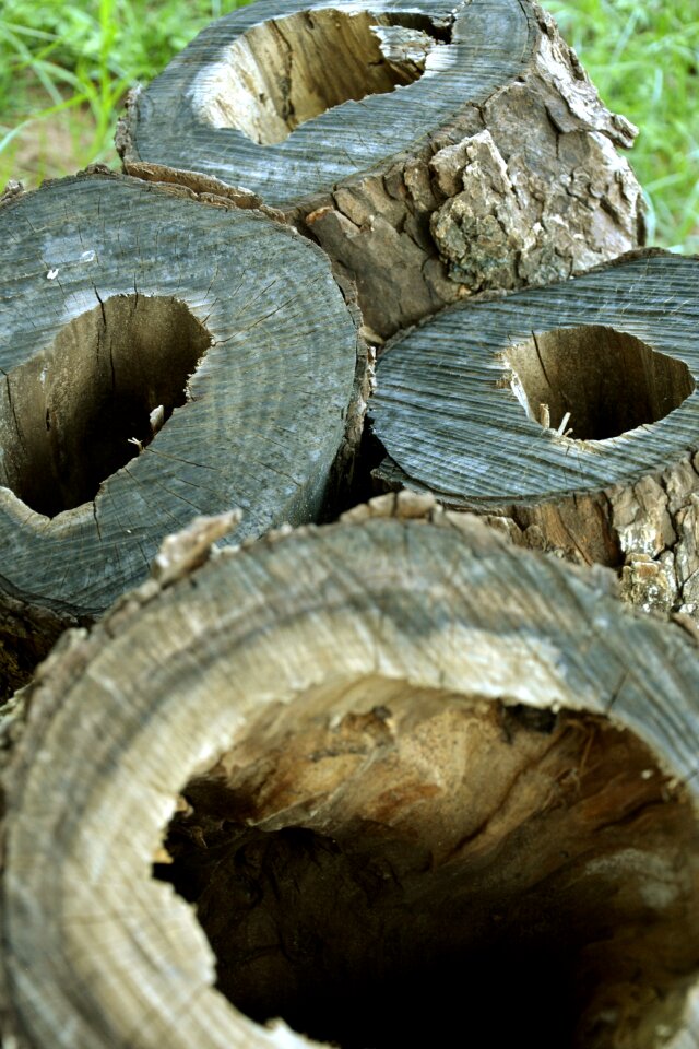 Trunks hollow trunk bored