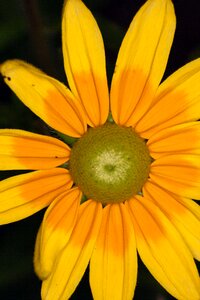 Yellow flower macro