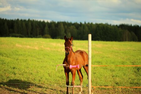 Horse foal pasture photo