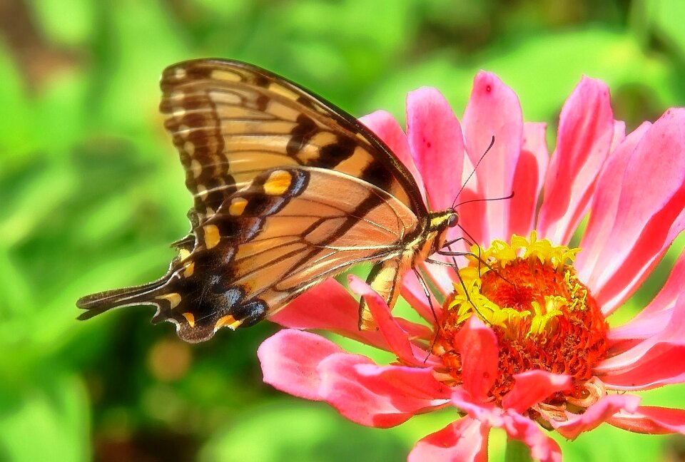 Pink flower nature photo