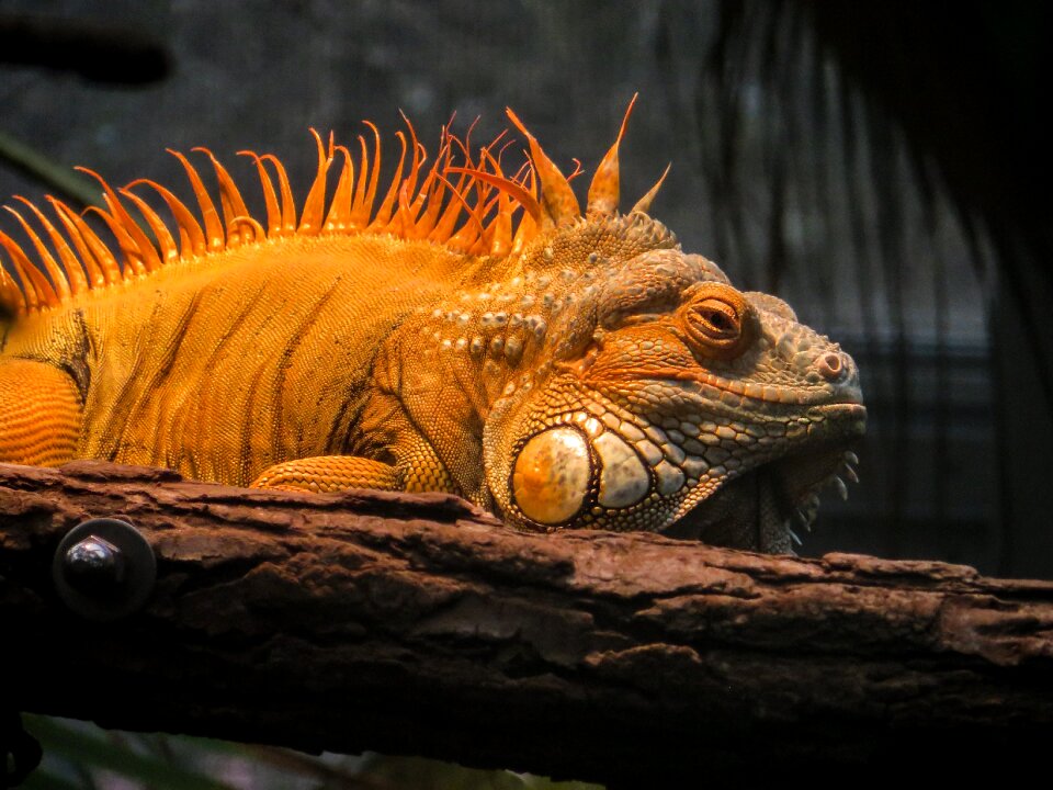 Dragon lizard scaly