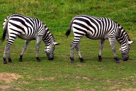 Zebra graze zoo photo