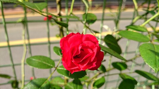 Color plant red