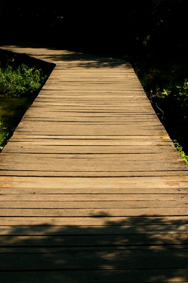 Web wood nature