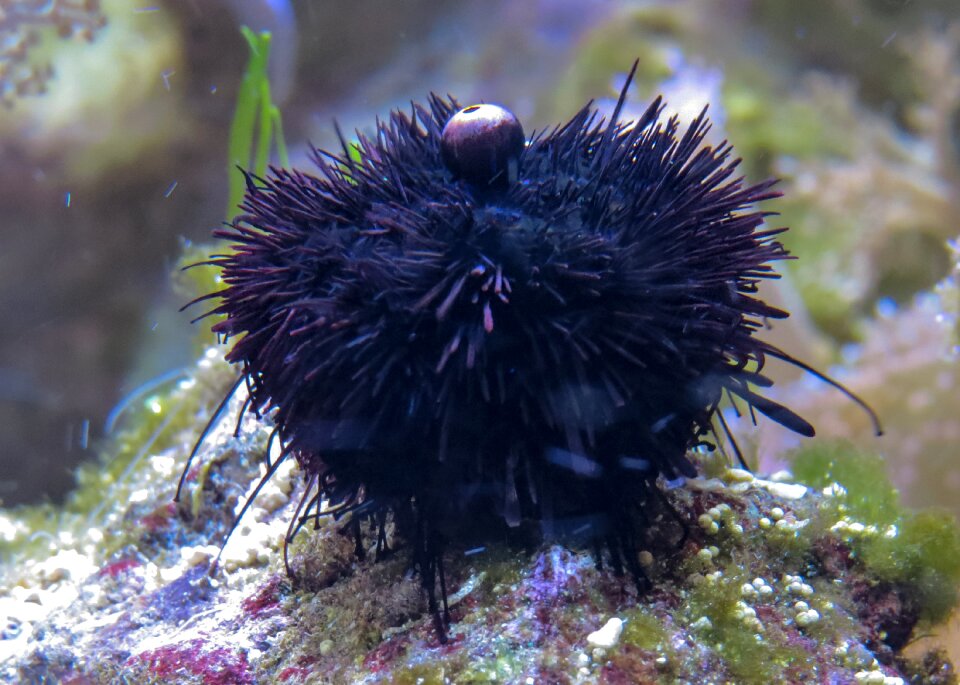 Sting marine life underwater
