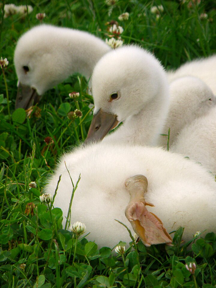 Bird lawn white