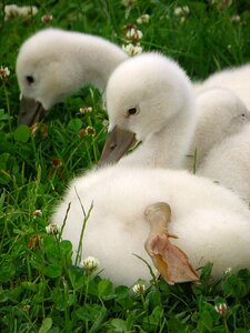 Bird lawn white