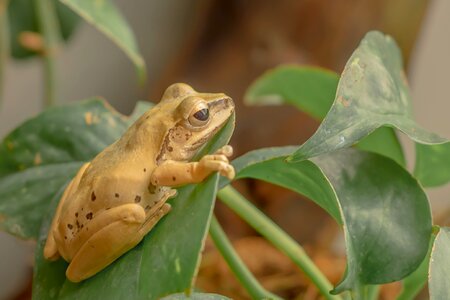 Yellow leaf animal photo