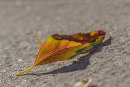 Yellow away leaves