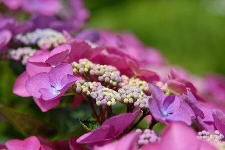 Spring close up pink
