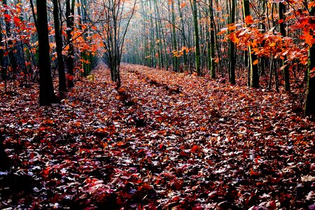 Forest oak leaves red
