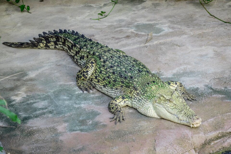 Dangerous predator animal